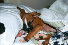 sleepy_puppy