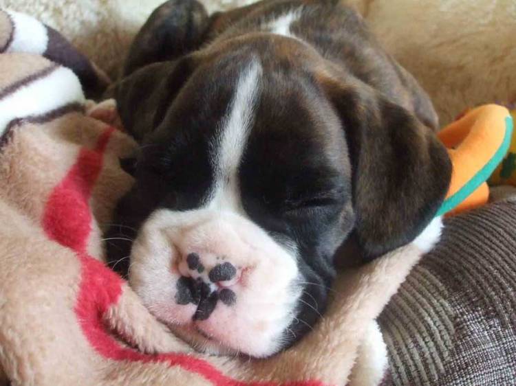 Sleepy_Puppy_Head