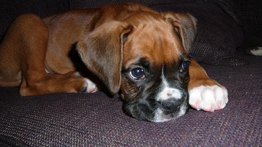SLEEPY_ROSCO5