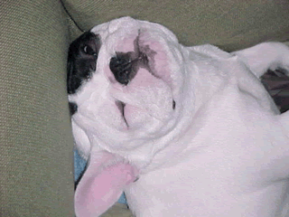 sleepyboy