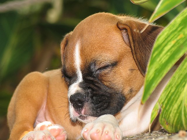 sleepyfenway