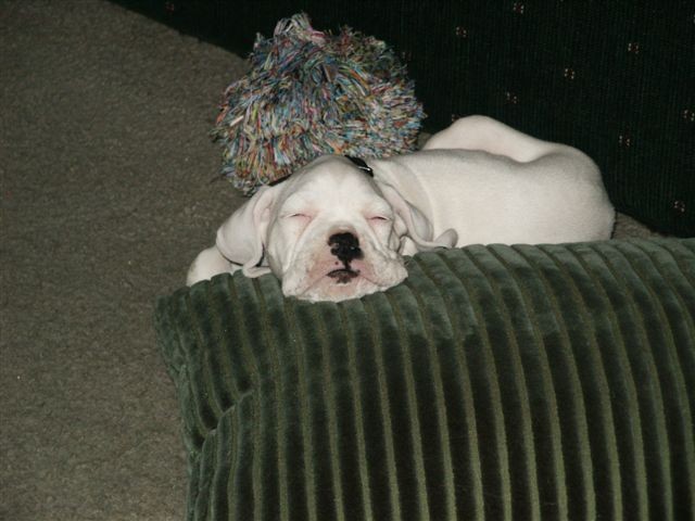 sleepyhead