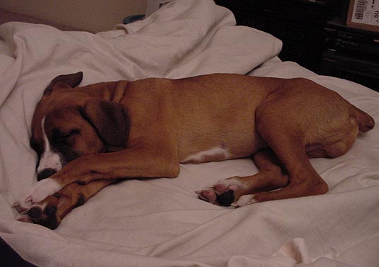 sleepyhead