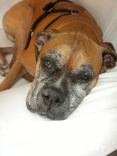 SleepyMak