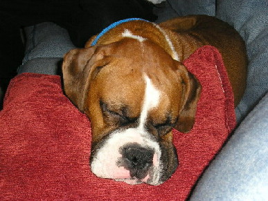 SleepyPooch