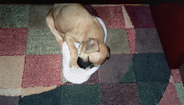 sleepyslipper