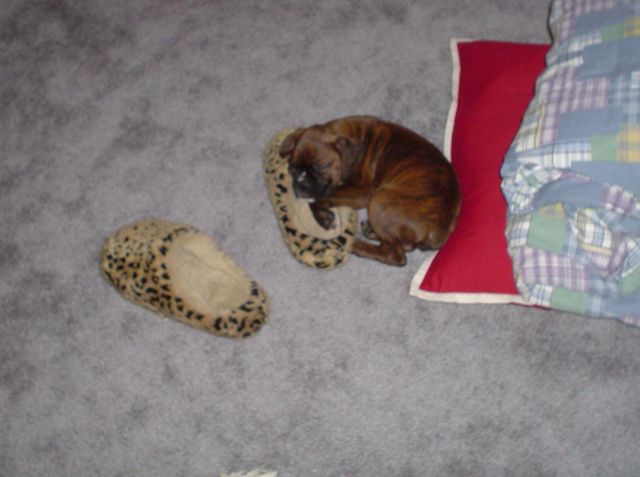slipper Love