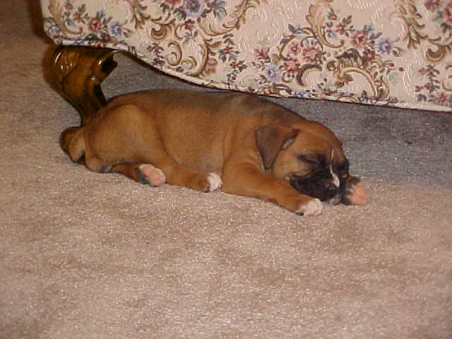 Slleping under the couch is fun.