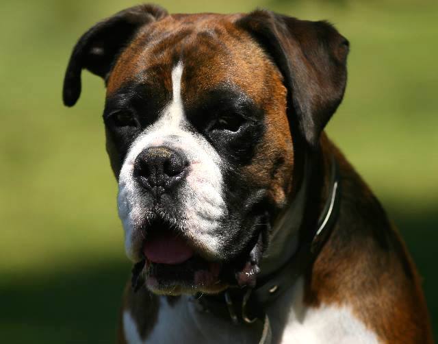 Slobber