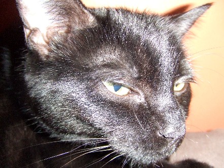 Sly Kitty