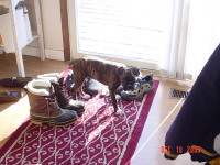 Smaller than the boot