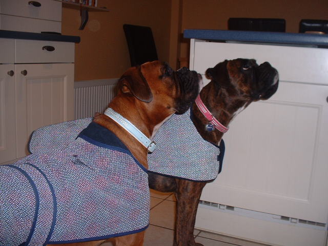 Smart dogs