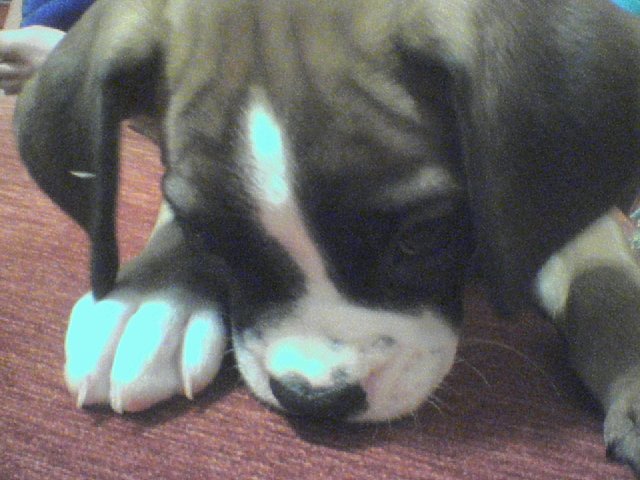 smelling the couch!