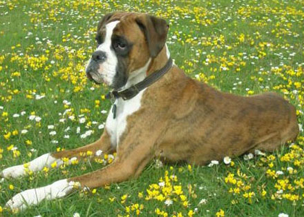 Smelling the Daisies