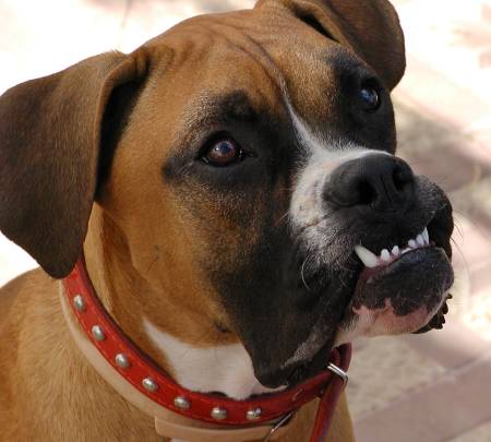Smiling Benson
