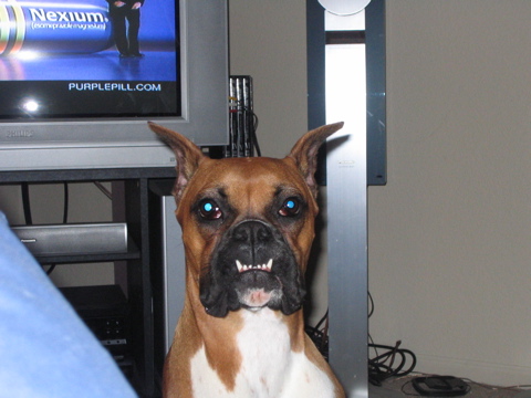 smiling boxer!