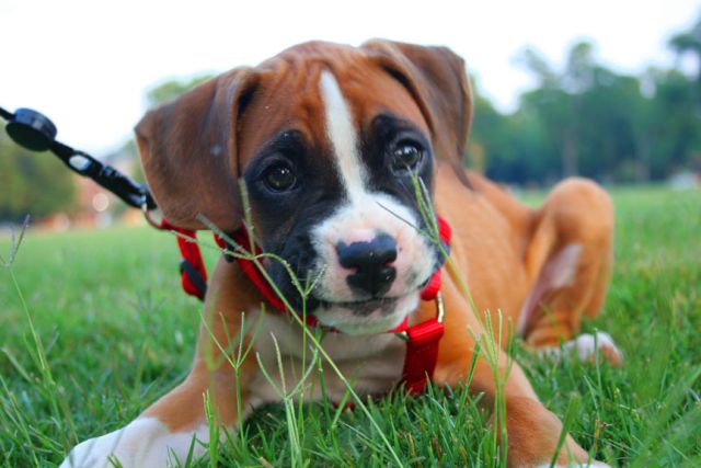 Smiling Puppy