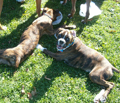 Smiling Wilson @ Boxer Bash
