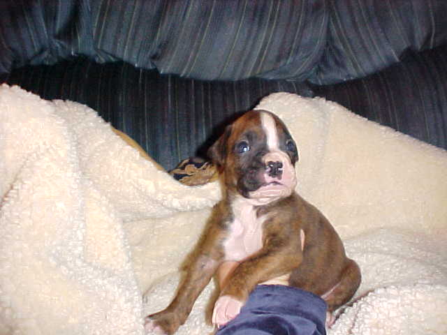 Smith (4 weeks)
