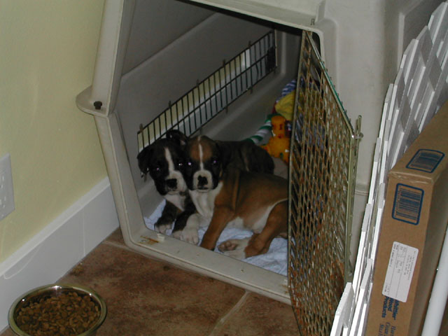 Smith & Wesson Snuggle