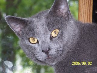 Smokey