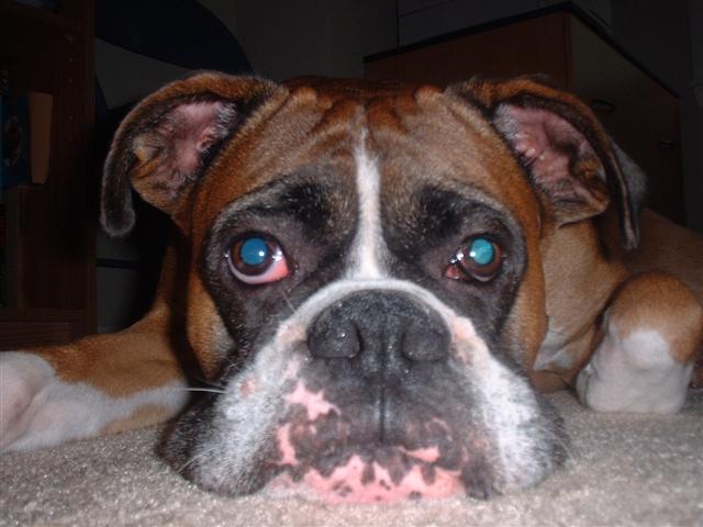 Smoosh face