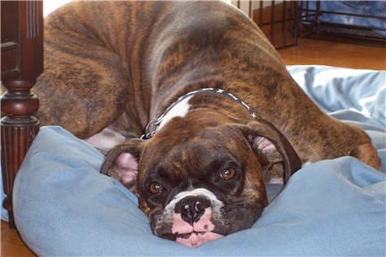 smoosh face