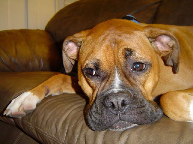 Smooshy Face