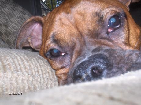 Smooshy face