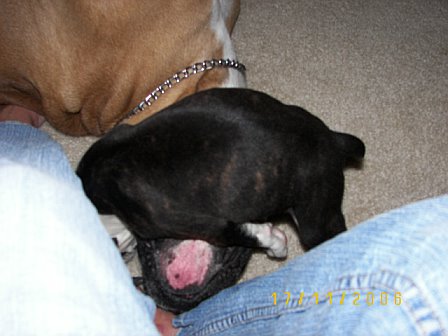 Smothering big brother