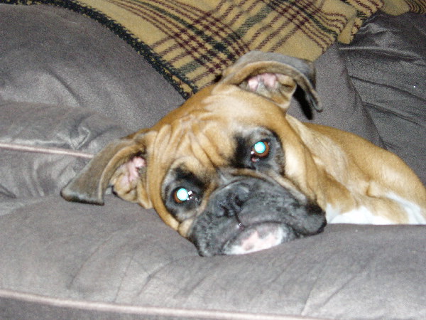 Smushie