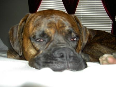 Smushy Face