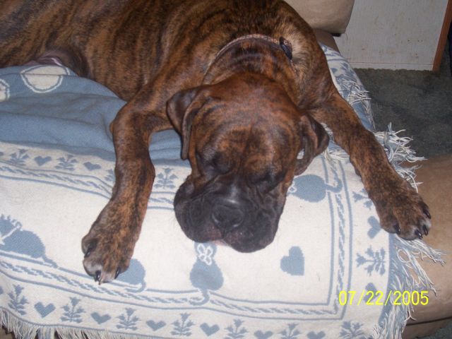 Smushy Face