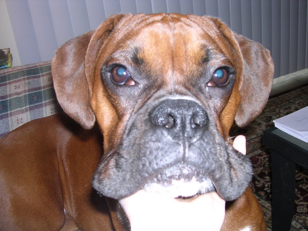 smushy face