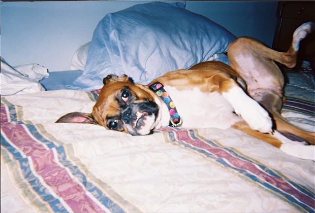 Snaggle tooth