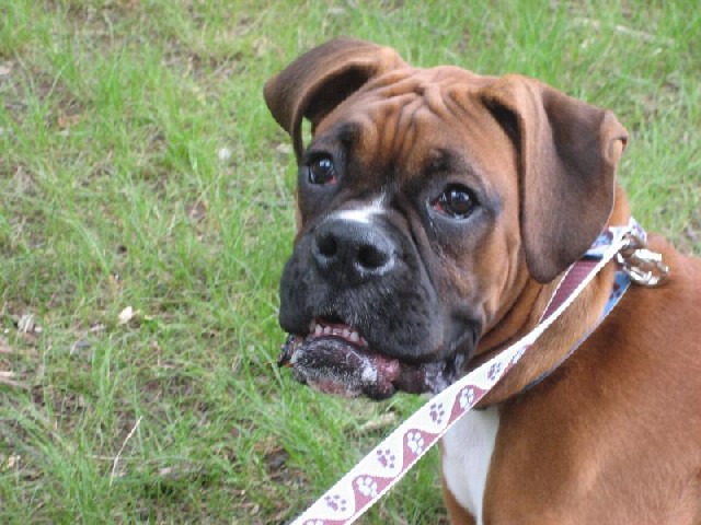 Snaggle Tooth