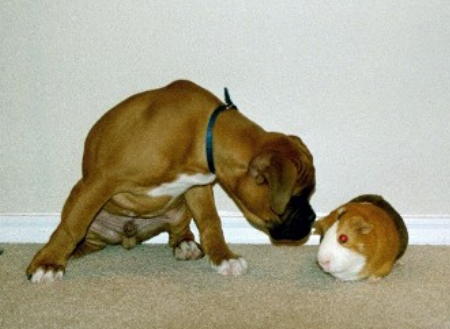 Snatch and the guinea pig
