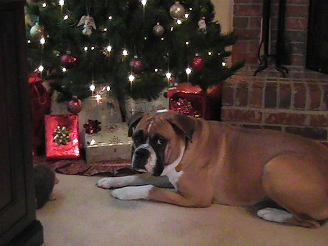 Sneaking under the tree