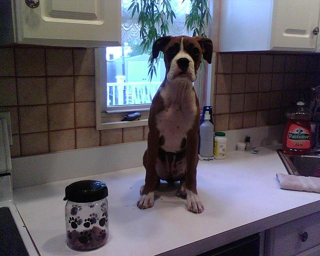 sneaky treat