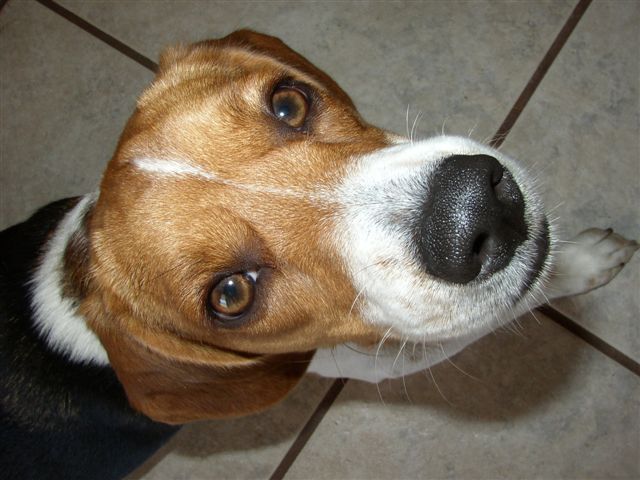 Snickers