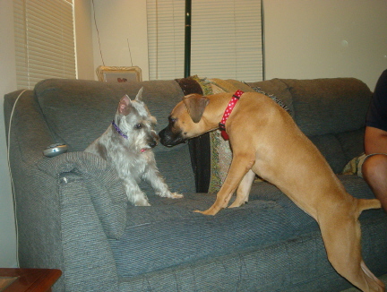 sniff....sniff..