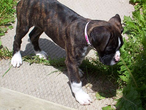 sniff