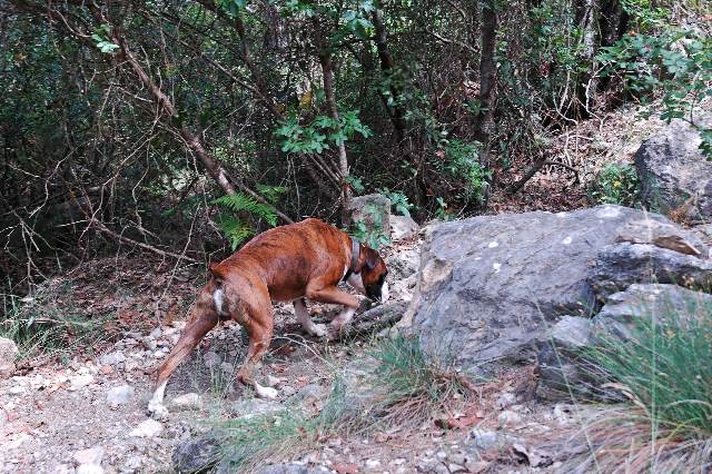 Sniffer dog
