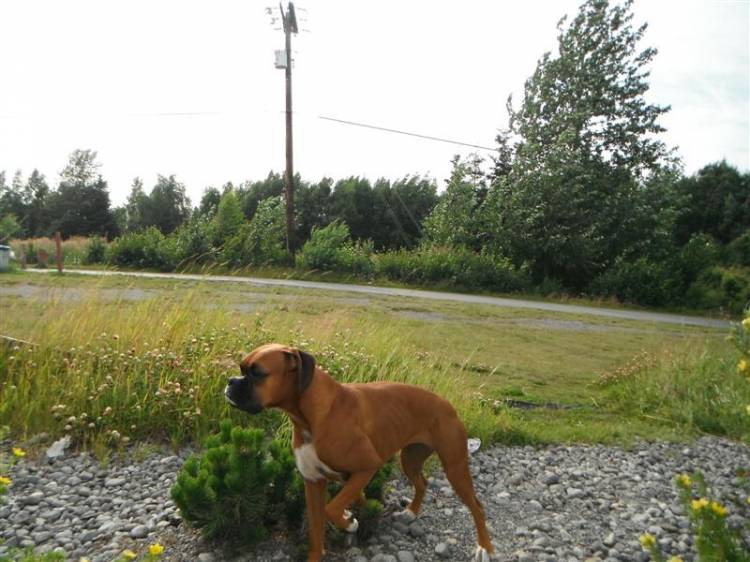 sniffin_the_wind