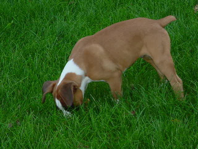 Sniffing around