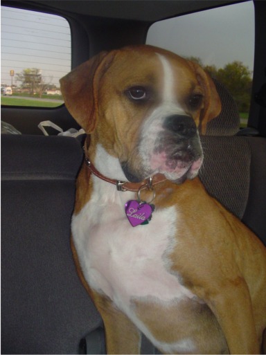 Snobby Dog!