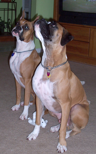 Snoop and Dottie posing for bananas!
