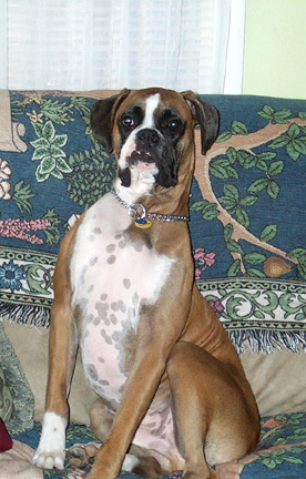 SnoopCouch2