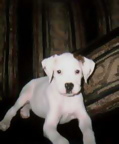Snoopy