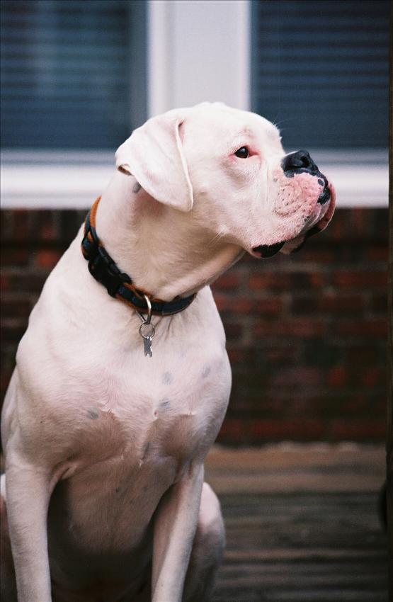 Snoopy